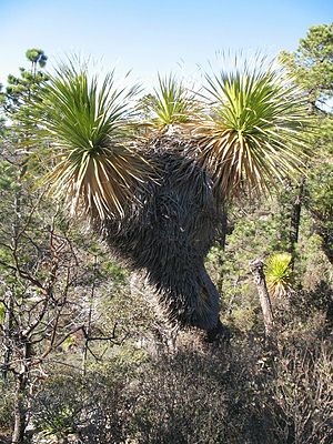 Nolina hibernicaAdultes Exemplar