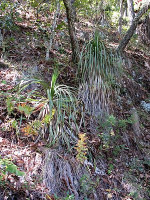 Nolina longifoliain dichtem Wald in Mexiko