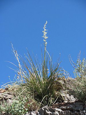 Nolina microcarpamit Resten vom Blütenstand in Arizona