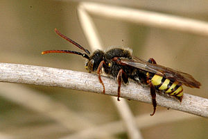 Nomada.flava.-.lindsey.jpg