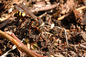 Nomada.leucophthalma.-.lindsey.jpg