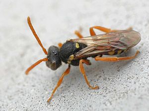 Nomada fulvicornis01.jpg