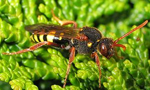 Nomada marshamella.jpg