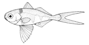 Nomeus gronovii (Man-of-war fish).gif