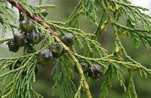 Nootka-Scheinzypresse (Xanthocyparis nootkatensis)