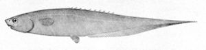 Notacanthus chemnitzii