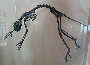 Skelett von Notharctus tenebrosus im American Museum of Natural History