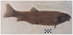 53 cm langer Fisch aus dem Fossil Lake-Sediment, Wy.
