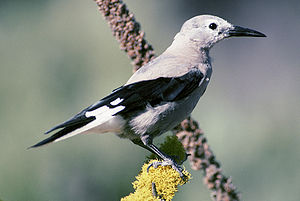 Kiefernhäher (Nucifraga columbiana)