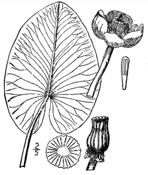 Nuphar variegata.png