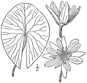 Illustration der Zwerg-Seerose (Nymphaea tetragona)