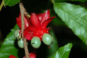 Sägeblättrige Nagelbeere (Ochna serrulata)