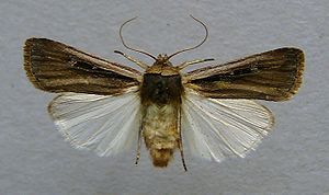 Ochropleura leucogaster.jpg