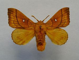 Pflaumenglucke (Odonestis pruni)