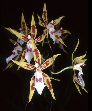 Odontoglossum constrictum