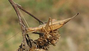 Weibliches Weinhähnchen (Oecanthus pellucens)
