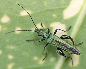 Männlicher Grüner Scheinbockkäfer (Oedemera nobilis)