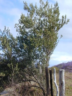 Olivenbaum Olea europaea subsp. europaea