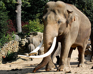 Asiatischer Elefantenbulle (Elephas maximus)