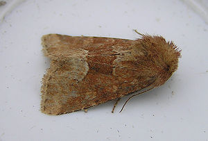 Oligia fasciuncula FvL.jpg