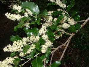 Olinia ventosa, Zweig mit Laubblättern und Blütenständen