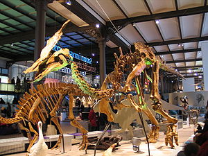 Olorotitan-Skelett im Museum für Naturwissenschaften in Brüssel.