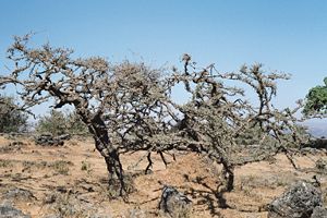 Weihrauch-Bäume in Oman