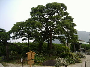 Japanische Schwarzkiefer (Pinus thunbergii)