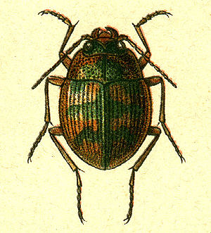 Omophron limbatum.jpg