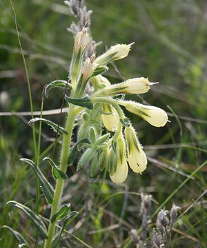 Onosma echioides subsp. dalmatica, Monte Grisa, Triest