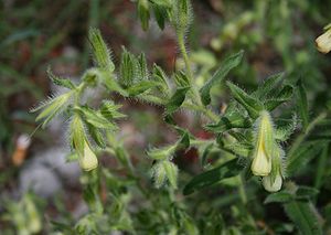 Onosma helvetica subsp. fallax, Triest