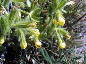 Onosma tricerosperma subsp. granatensis