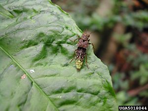 Ontholestes cingulatus.jpg