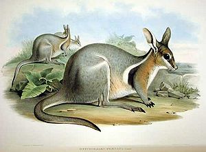 Kurznagelkänguru (Onychogalea fraenata), Illustration von John Gould