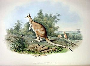 Nördliches Nagelkänguru (Onychogalea unguifera), Zeichnung von John Gould