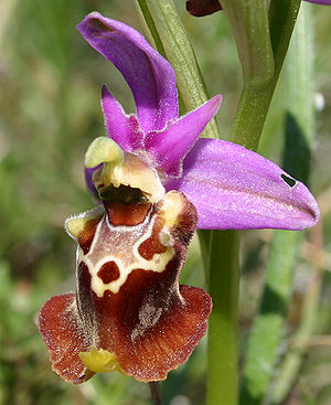 Ophrys apulica.jpg