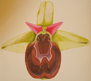 Ophrys argolica crabronifera DIS01.jpg