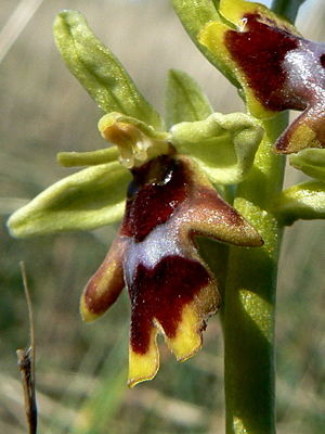 Ophrys aymoninii 002.jpg