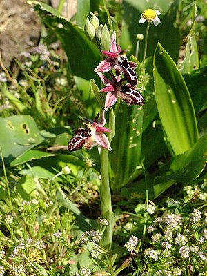 Ophrys cretica Rhodos 04.jpg