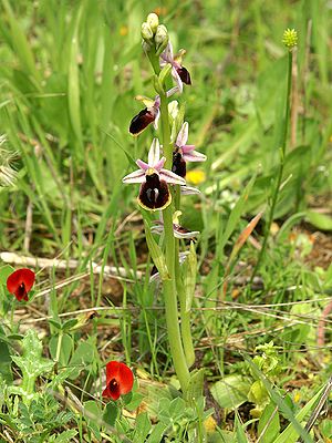 Ophrys ferrum-equinum