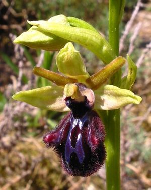 Schwarze Ragwurz (Ophrys incubacea)