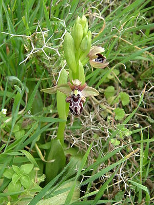 Ophrys kotschyi Pentadaktylos.JPG