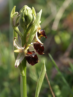 Ophrys morisii (flower spike).jpg