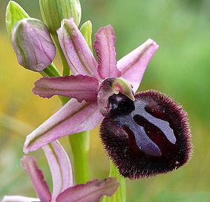 Ophrys sipontensis 01 Matteo Perilli.jpg