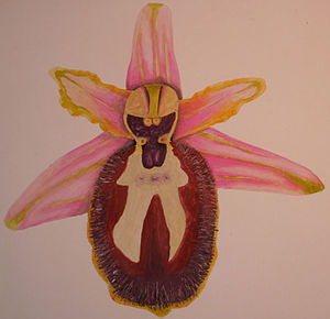 Ophrys splendida DIS01.jpg