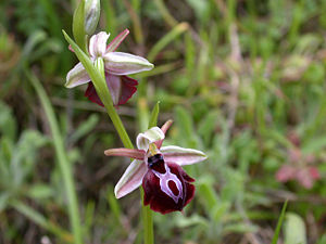 Spruners Ragwurz (Ophrys spruneri)