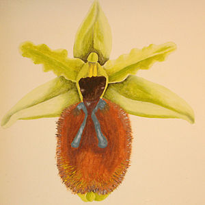 Ophrys tarentina DIS01.jpg