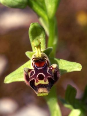 Rhodische Nabel-Ragwurz(Ophrys umbilicata ssp. rhodia)