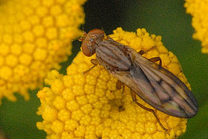 Opomyza.germinationis