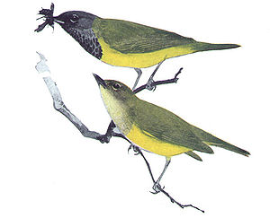 Dickichtwaldsänger (Oporornis tolmiei)